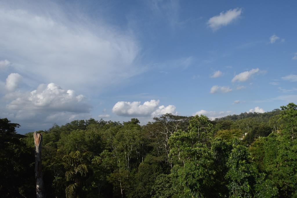Bee View Home Stay Kandy Eksteriør billede